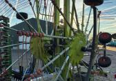 Claas Liner 2900
